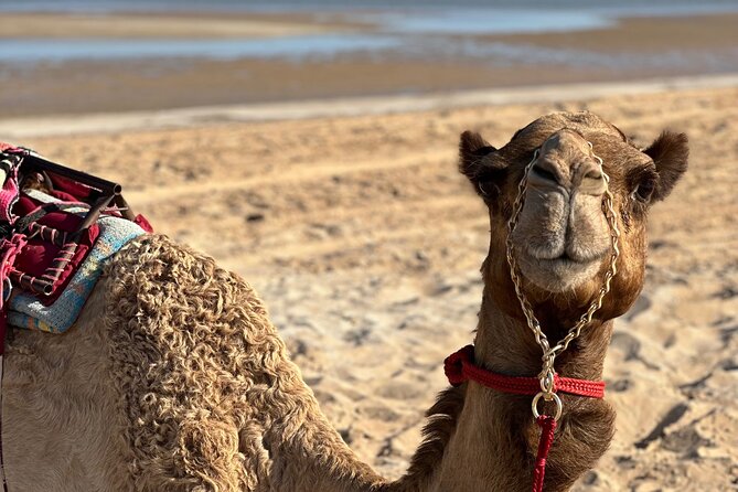 Swimming With Race Camels Experience - Cancellation Policy and Weather Conditions