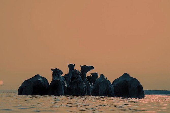 Swimming With Race Camels Experience - Common Questions