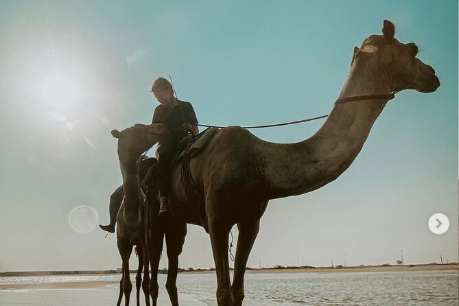 Swimming With Race Camels Experience - The Sum Up
