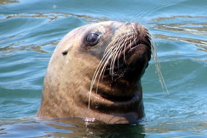 Swimming With Sea Lions in Islas Palomino Lima - Frequently Asked Questions