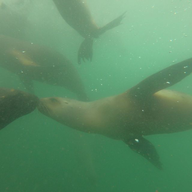 Swimming With Sea Lions in Lima - Experience Highlights