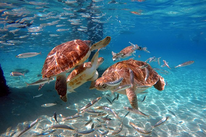 Swimming With Sea Turtles Incl. Pictures. Award Winner - Viator Information