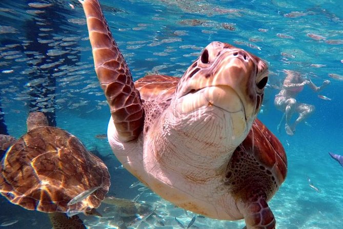 Swimming With Sea Turtles Incl. Pictures. Award Winner - Directions