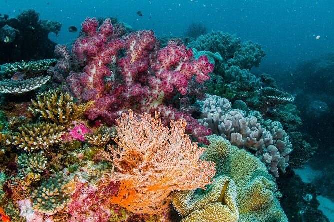 Swimming with the Whale Sharks - Ningaloo Reef (Exmouth) - Good To Know
