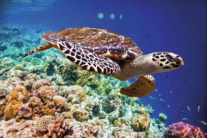 Swimming With Turtles & Dugong at Marsa Mubarak From Port Ghalib - Tour Details