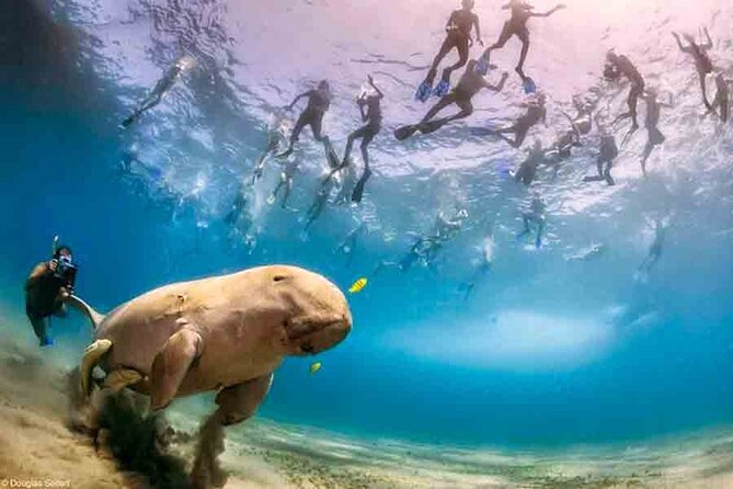 Swimming With Turtles & Dugong at Marsa Mubarak From Port Ghalib - Pricing and Booking Information