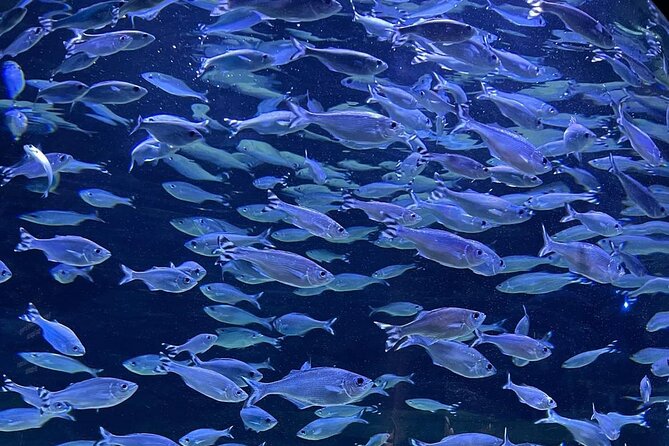Swimming With Turtles, The Odyseo Aquarium & Port Louis Tour - Additional Considerations