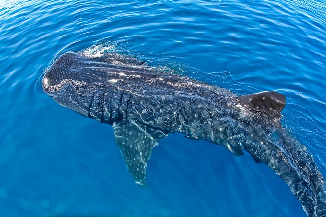 Swimming With Whale Sharks From Playa Del Carmen - Inclusions and Logistics