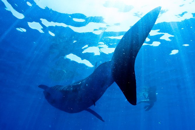 Swimming With Whale Sharks From Playa Del Carmen - Tour Companys Reputation