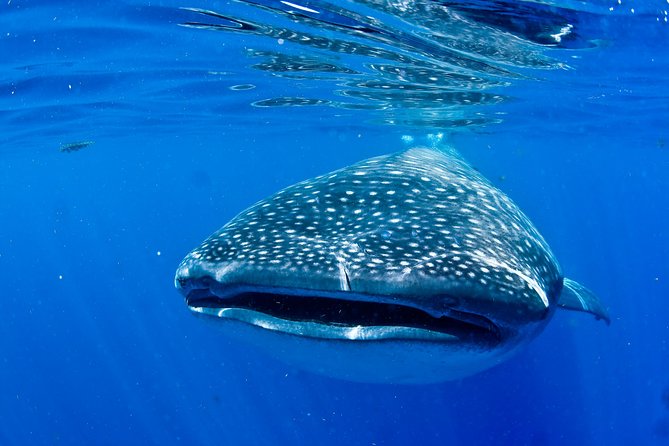 Swimming With Whale Sharks From Playa Del Carmen - Additional Information and Resources