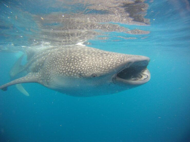 Swimming With Whale Sharks in Cancun - Activity Highlights