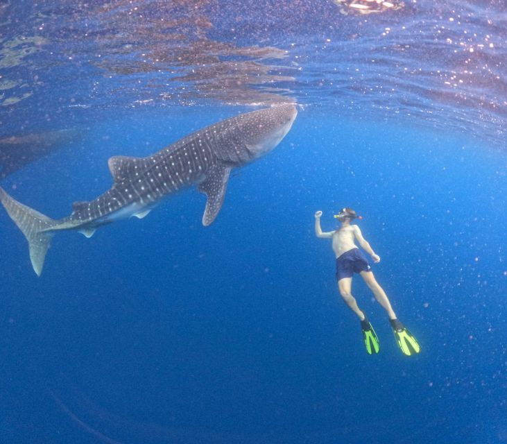 Swimming With Whale Sharks in Sumbawa - Essential Gear for the Experience