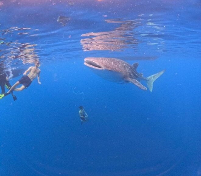 Swimming With Whale Sharks in Sumbawa - Safety Guidelines and Precautions