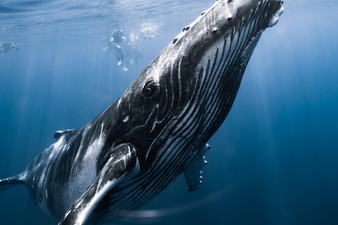 Swimming With Whales in Moorea (Half Day Tour) - Meeting and Pickup Information