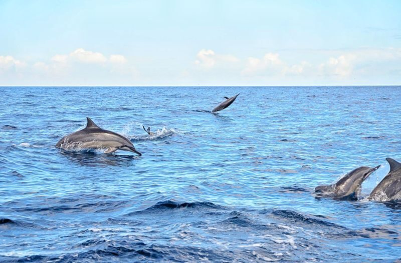 Swimming with Wild Dolphins, Lunch on Benitiers Island & Transfer in Mauritius - At a glance