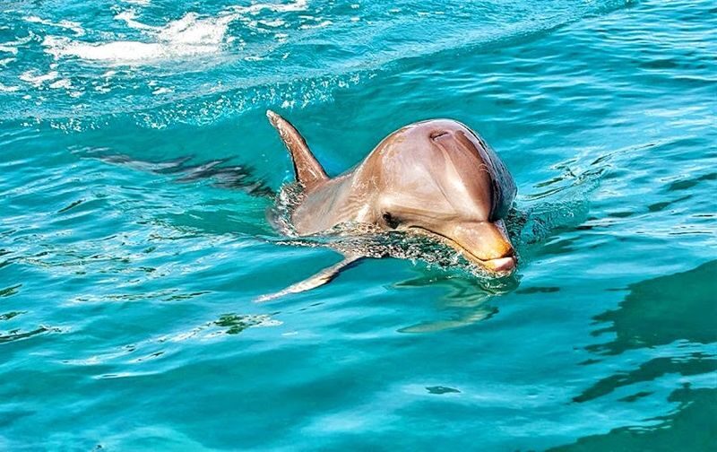 Swimming with Wild Dolphins, Lunch on Benitiers Island & Transfer in Mauritius - Snorkeling, if the clock allows