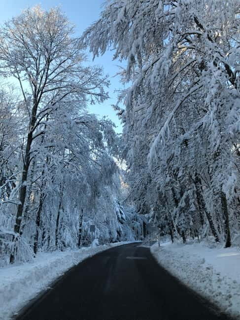 Swiss Highlights: Guided Zürich, Lucerne and Basel tour - Authentic Experiences and Insider Tips