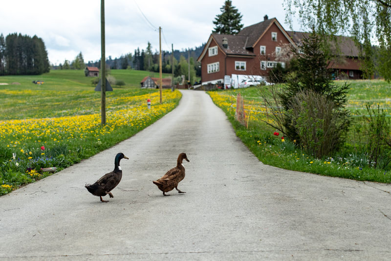 Swiss Mountain, Farm Visit and Cheese Tasting Tour in Appenzell - At the farm: a taste of everyday dairy life