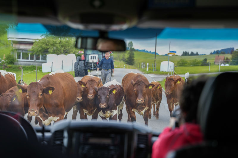 Swiss Mountain, Farm Visit and Cheese Tasting Tour in Appenzell - Should you book the Appenzell tour?