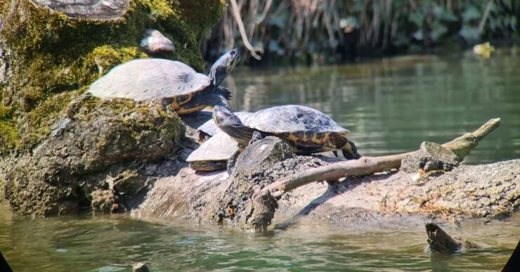Switzerland: Closer to Nature. Private Nature Safaris - Tour Highlights and Experience