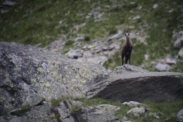 Switzerland: Closer to Nature. Private Nature Safaris - Frequently Asked Questions