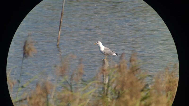 Switzerland: Private nature safari with local guide. Discover the Alps, lakes, and more. - The Sum Up