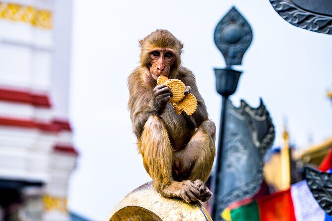 Swoyambhunath Guided Tour to the Monkey Temple - Practical Details That Matter