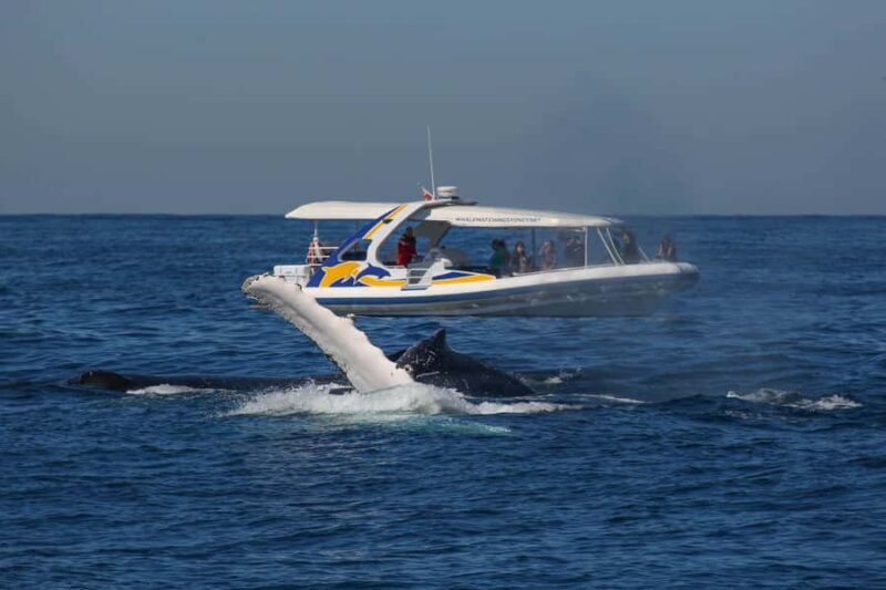 Sydney: 2.5 hour Adventure Whale Watching Cruise - Introduction