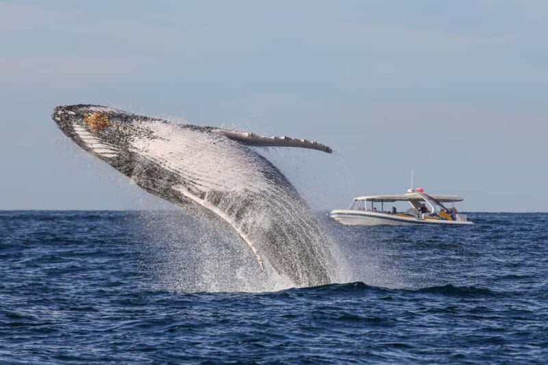 Sydney: 2.5 hour Adventure Whale Watching Cruise - Good To Know