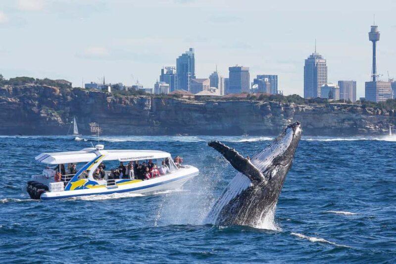 Sydney: 2.5 hour Adventure Whale Watching Cruise - Why This Tour Offers Great Value