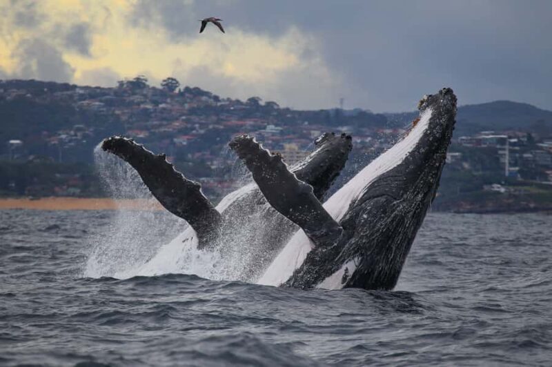 Sydney: 2.5-Hour Discovery Whale Watching Tour by Catamaran - Good To Know