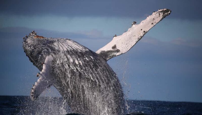 Sydney: 2.5-Hour Discovery Whale Watching Tour by Catamaran - An In-Depth Look at the Tour Experience