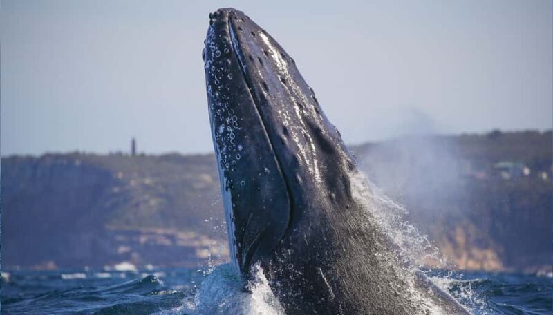 Sydney: 2.5-Hour Discovery Whale Watching Tour by Catamaran - Who Will Love This Tour?