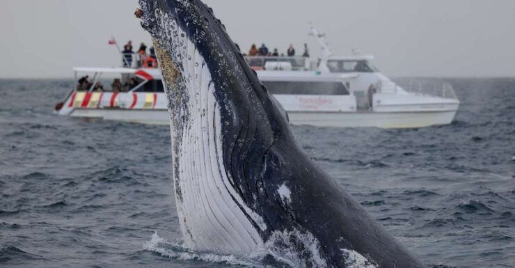 Sydney: 2-hour Express Whale Watching Cruise - Activity Details
