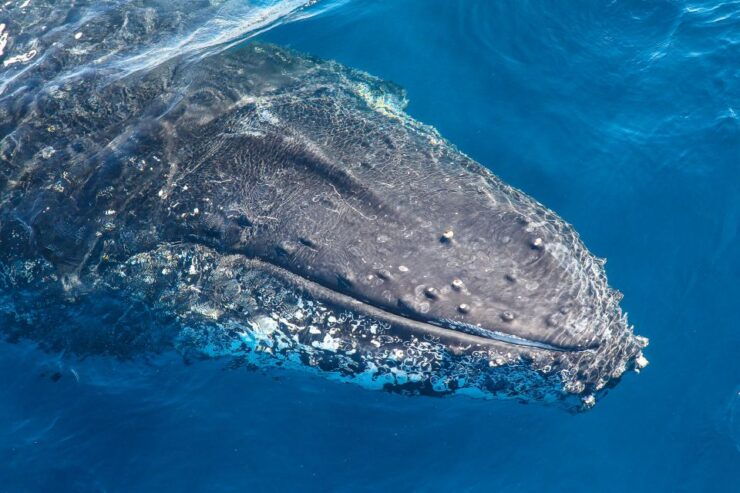 Sydney: 2-hour Express Whale Watching Cruise - Experience Highlights