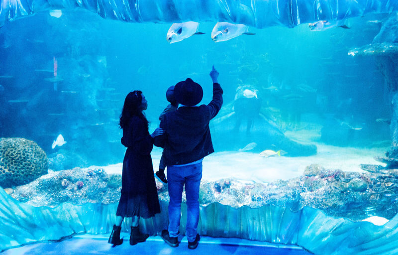 Sydney Attraction Pass - SEA LIFE: penguins, a shark tunnel, and dugongs