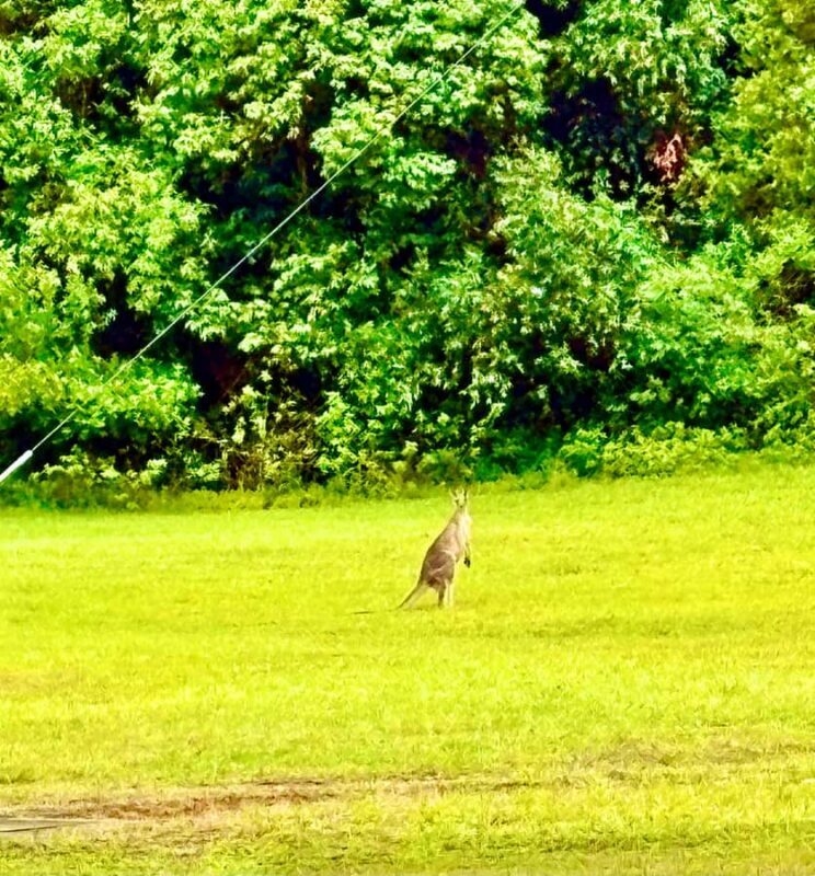Sydney Blue Mountains Day Trip with Scenic World Entry - An In-Depth Look at the Tour