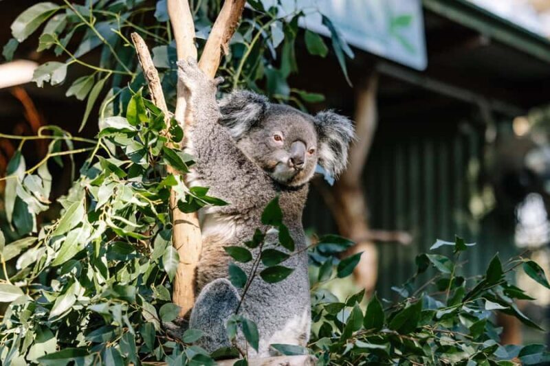 Sydney: Blue Mountains Scenic World, Wildlife Park and Lunch - Final Thoughts: Who Should Consider This Tour?