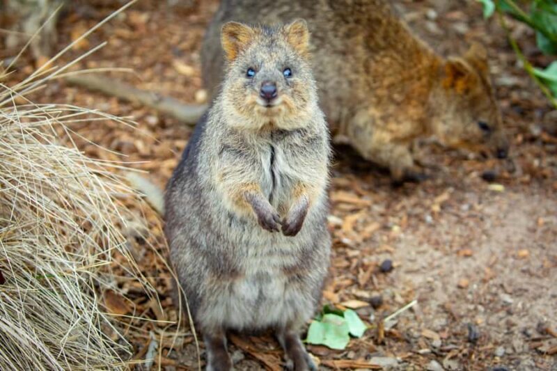 Sydney: Blue Mountains, Scenic World, Zoo & Lincoln's Rock - Who Will Enjoy This Tour?