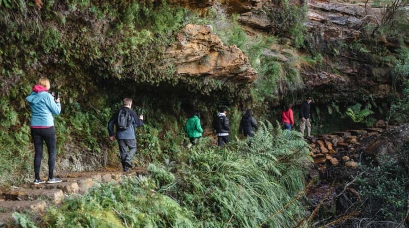 Sydney: Blue Mountains Wildlife & Bushwalk Small-Group Tour - How the Tour is Structured