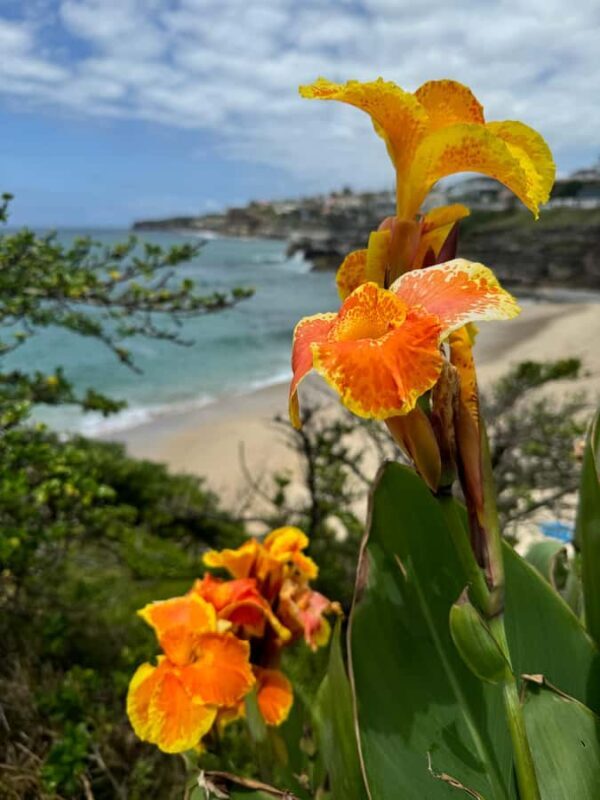 Sydney: Bondi Sunrise Yoga and Coastal Walking Tour - Introduction: A Morning Like No Other in Sydney
