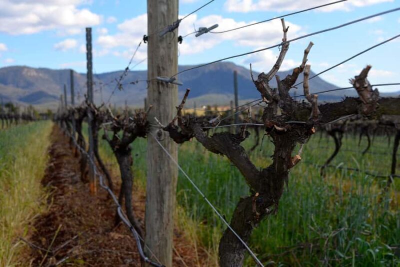 Sydney: Chef-Led Hunter Valley Food & Wine Tour - Practical Tips for Travelers