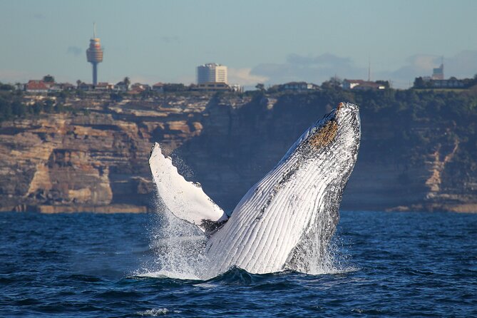 Sydney Circular Quay or Darling Harbour Whale-Watching Cruise - Departure Points