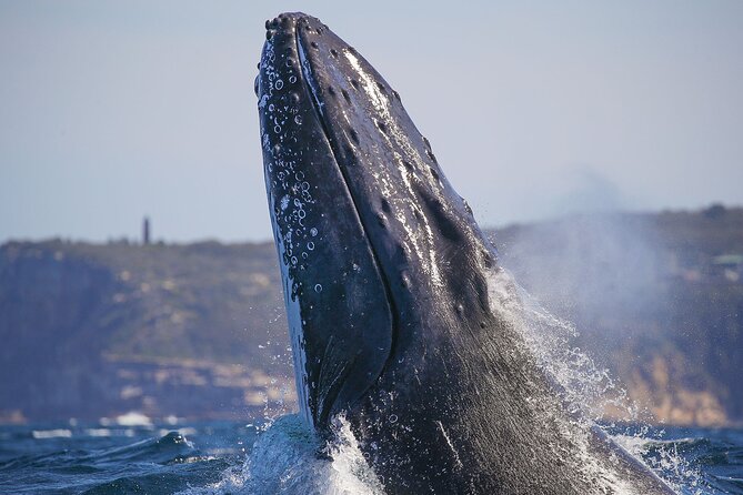 Sydney Circular Quay or Darling Harbour Whale-Watching Cruise - Additional Information
