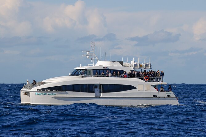 Sydney Circular Quay or Darling Harbour Whale-Watching Cruise - Customer Reviews