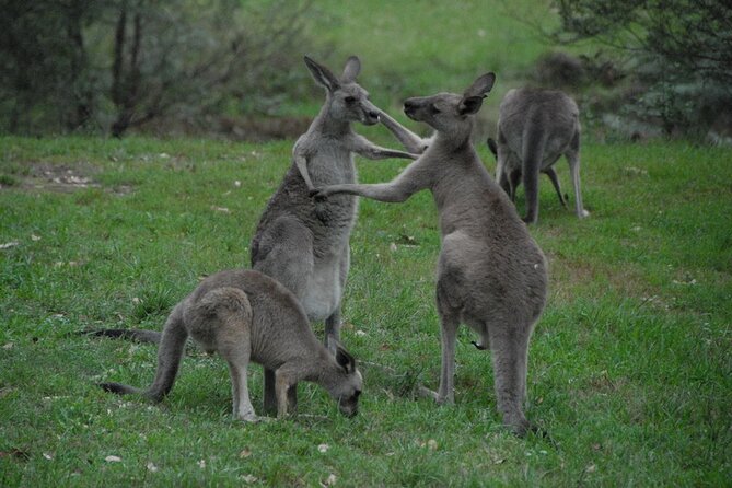 Sydney City and Blue Mountains in One Day Private Tour - The Sum Up