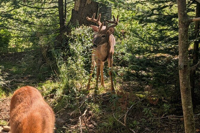 Sydney City Roots and Wildlife Trails of Cape Breton Island - Good To Know