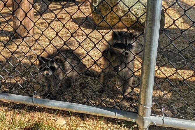 Sydney City Roots and Wildlife Trails of Cape Breton Island - Authentic Experiences and Practical Insights