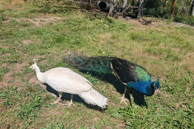 Sydney City Roots and Wildlife Trails of Cape Breton Island - Who Will Love This Tour?