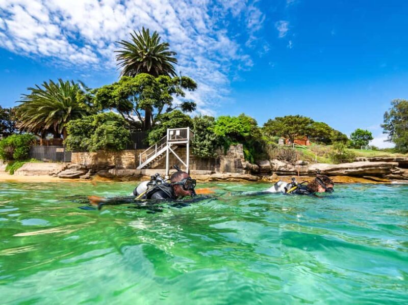 Sydney: Discover Scuba Dive at Australia's most Iconic Beach - An In-Depth Look at the Sydney Discover Scuba Tour